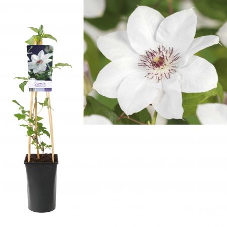 Bosrank - Clematis 'Miss Bateman'