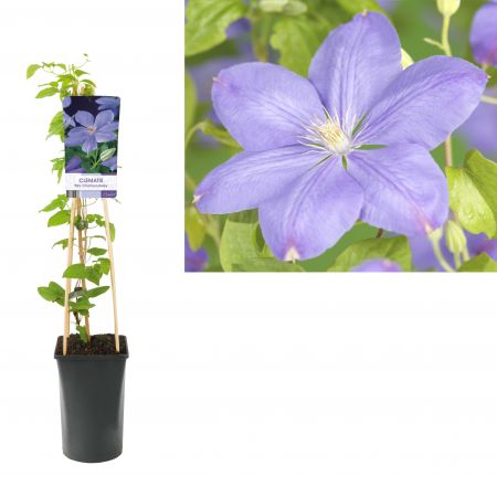 Clematis 'Mrs Cholmondeley' Bosrank