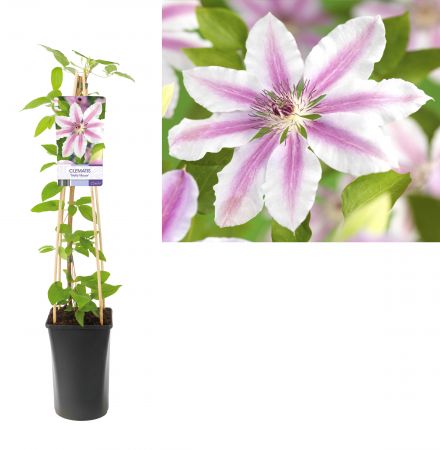 Clematis 'Nelly Moser'