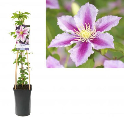 Clematis 'Piilu' Bosrank