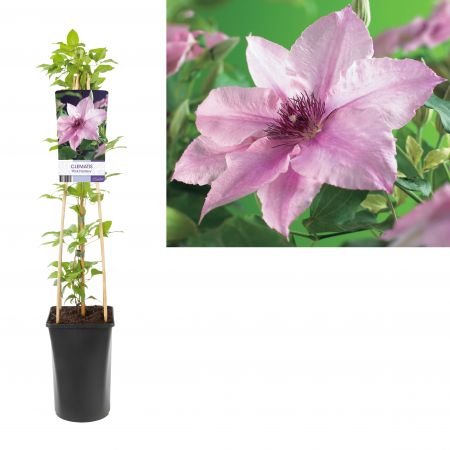 Clematis 'Pink Fantasy' Bosrank