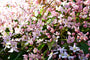 Clematis armandii 'Hendersonii Rubra'