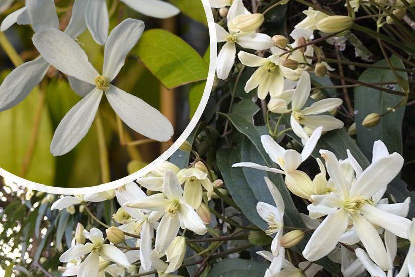 Clematis armandii 'Snowdrift' - Geurende bloemen