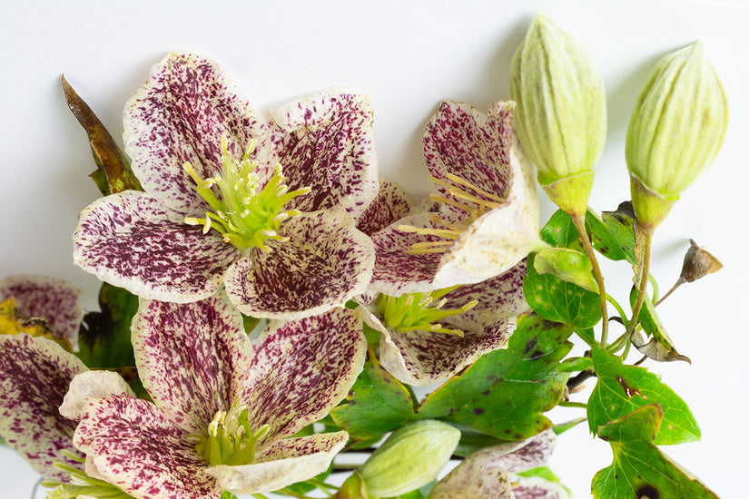 Clematis cirrhosa 'Freckles'