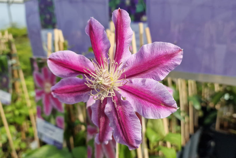 Grootbloemige Bosrank Clematis 'Dr Ruppel'