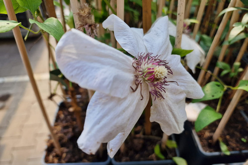 Clematis 'Miss Bateman' in mei