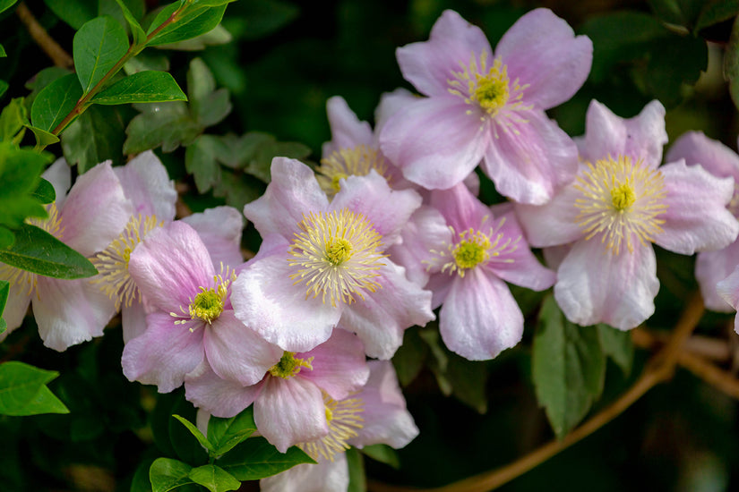 Clematis montana 'Fragrant Spring'