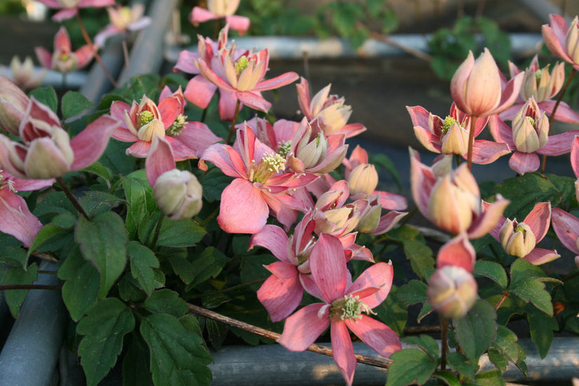 Clematis montana 'Marjorie'