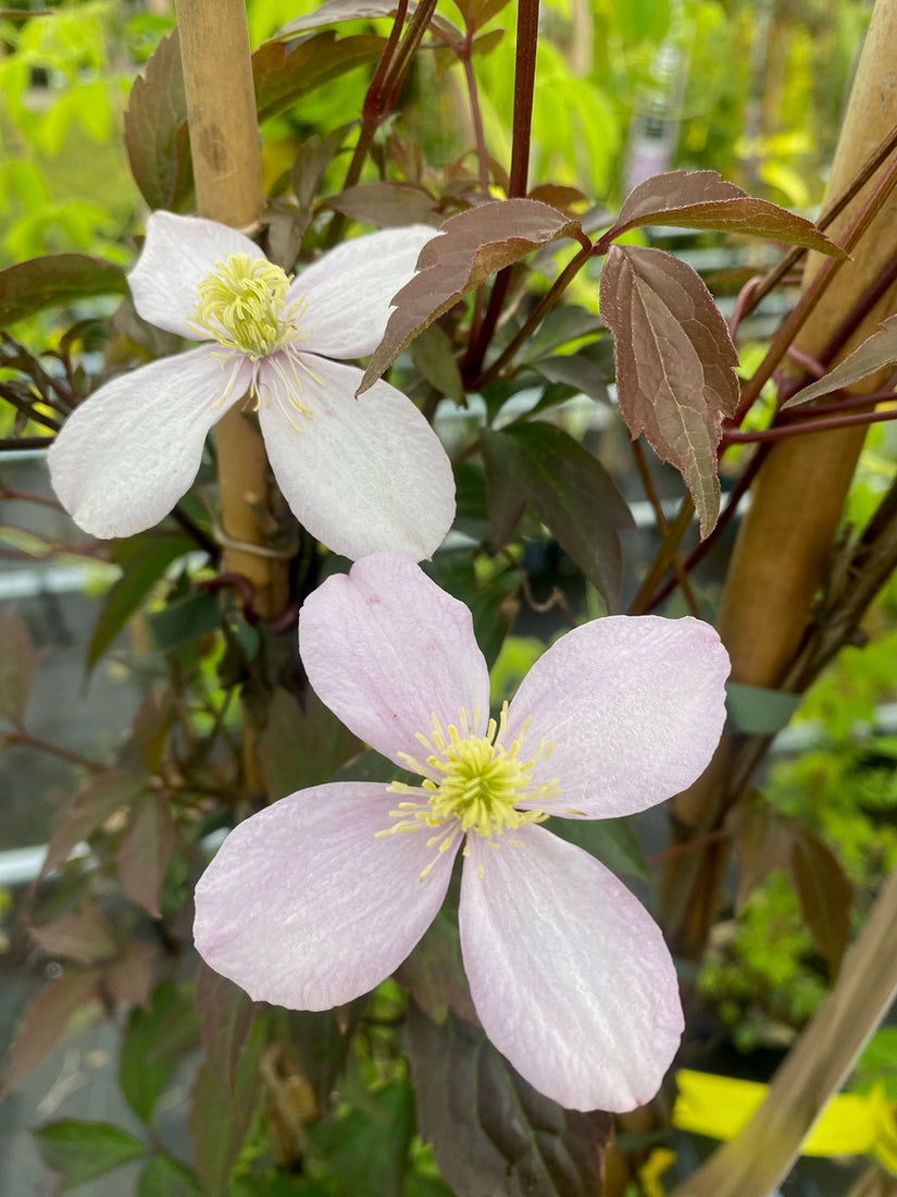 Bergbosrank - Clematis montana 'Rubens' in bloei