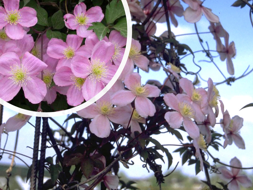 Bergbosrank - Clematis montana 'Tetrarose'