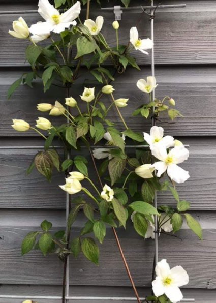 Clematis montana 'Grandiflora'