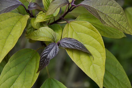 Kansenboom - Clerodendrum trichotomum 'Purple Blaze'