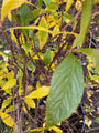 Schijnels Clethra alnifolia in de herfst