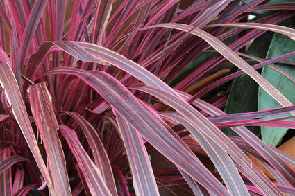 Koolpalm - Cordyline australis 'Paso Doble'