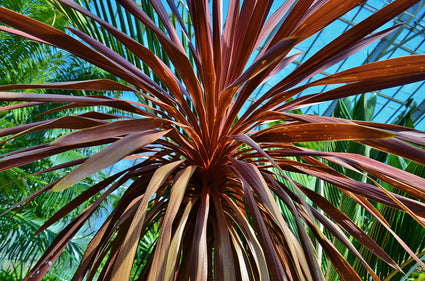 Koolpalm - Cordyline australis 'Purpurea'