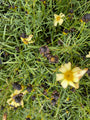 Meisjesogen - Coreopsis verticillata 'Moonbeam' (foto oktober)