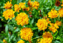 Coreopsis early sunrise tuinplanten.jpg