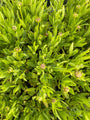Coreopsis grandiflora 'Badengold' in de knop