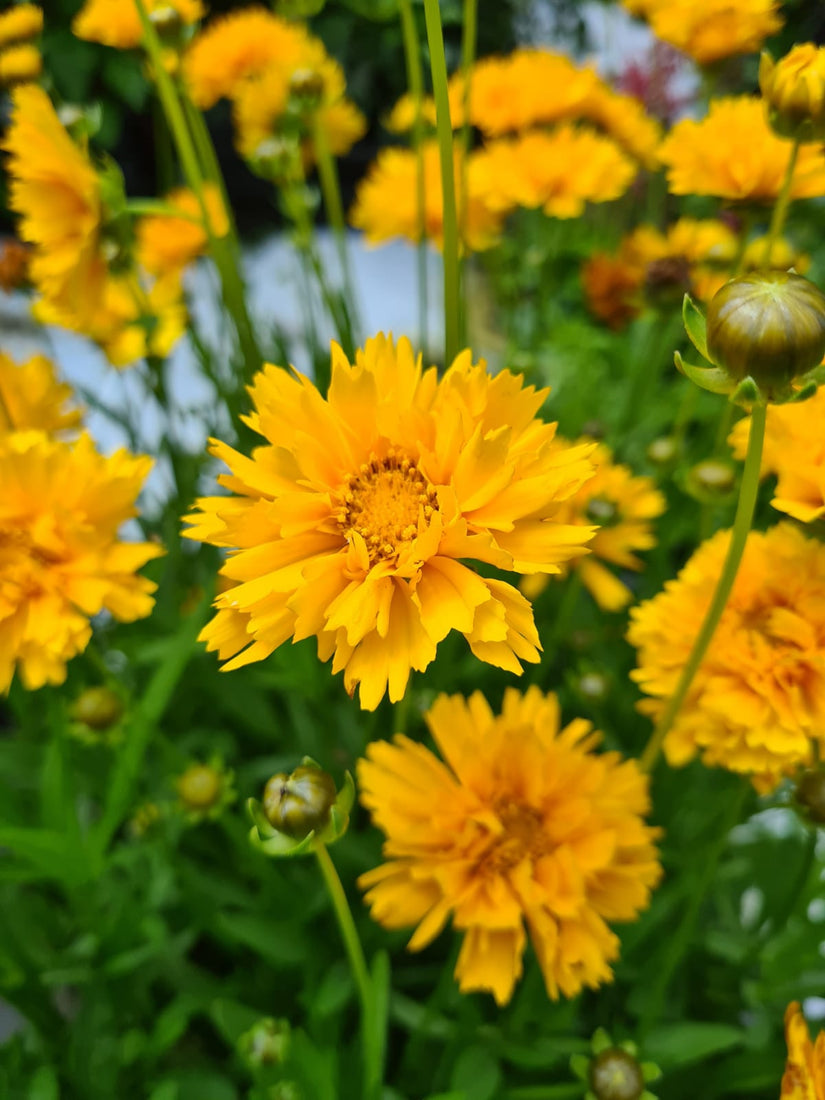 Coreopsis grandiflora 'Sunray' tuinplant geel