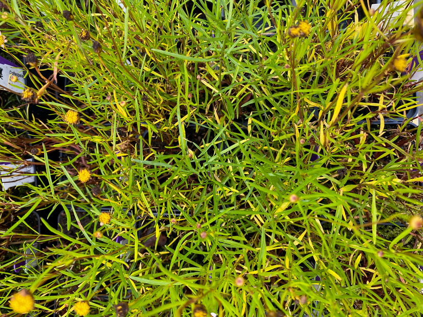 Meisjesogen - Coreopsis rosea 'American Dream'