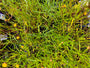 Meisjesogen - Coreopsis rosea 'American Dream'