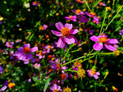 Coreopsis rosea american dream tuinplanten