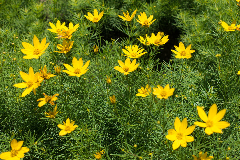 Opvallende gele bloemen - Coreopsis verticillata