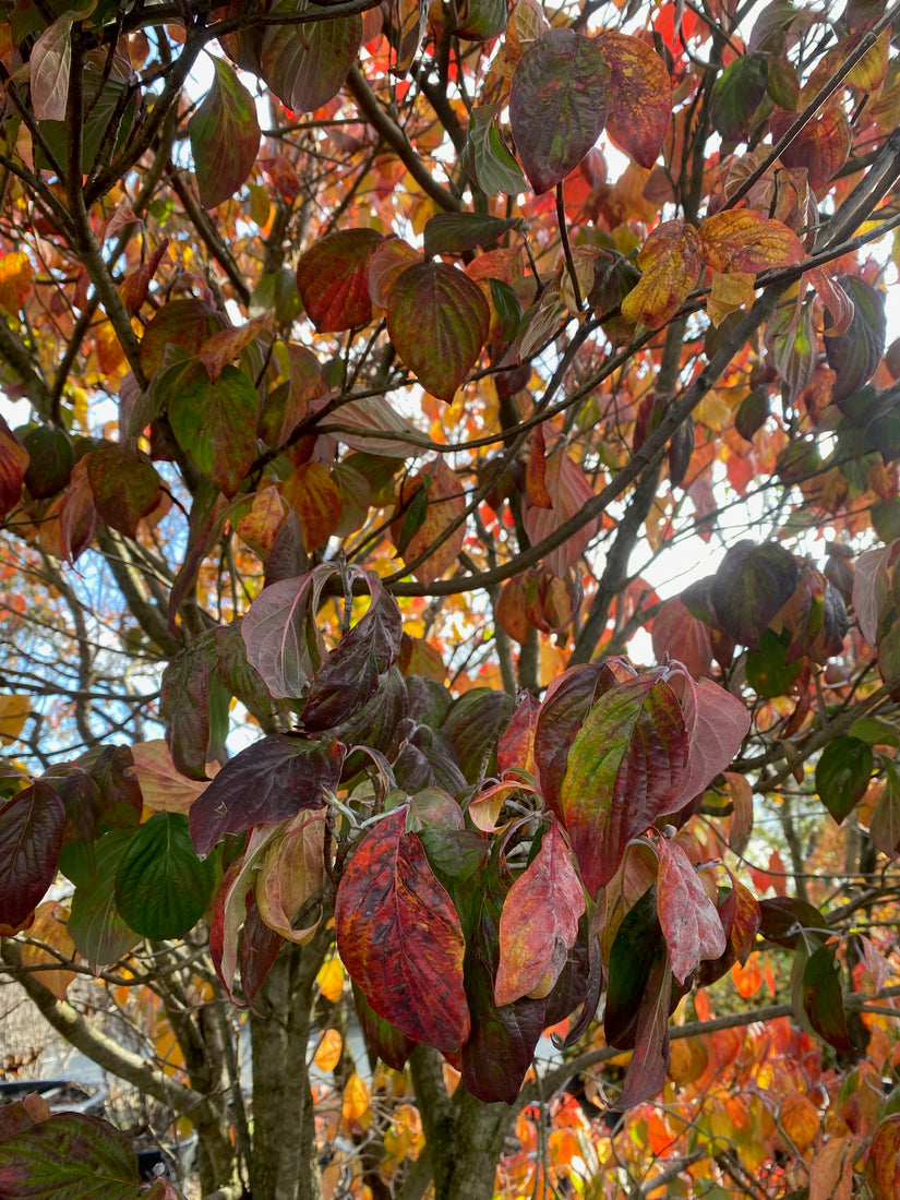 Veelbloemige Kornoelje - Cornus florida 'Clear Moon' in oktober