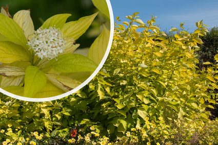 Witte kornoelje - Cornus alba 'Aurea'