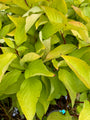 Blad Witte kornoelje - Cornus alba 'Aurea'