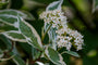 Bloei Cornus alba 'Elegantissima'