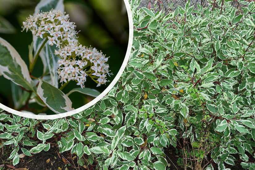 Witte kornoelje - Cornus alba 'Elegantissima' in bloei