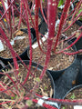 Cornus alba 'Kesselringii'