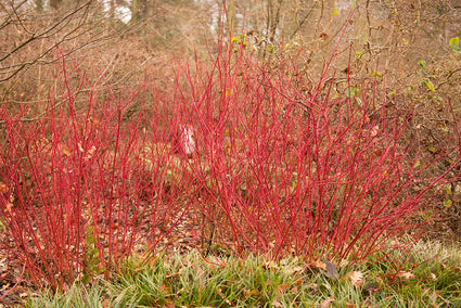 Rode takken Witte kornoelje - Cornus alba 'Siberian Pearls'