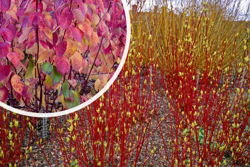 Witte kornoelje - Cornus alba 'Sibirica', mooie herfstverkleuring