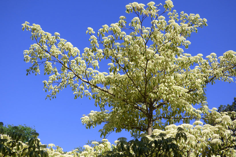 Cornus controversa 'Variegata'