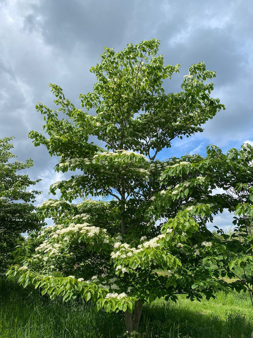 Cornus controversa - Kornoeljeboom