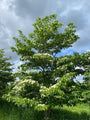 Cornus controversa - Kornoeljeboom
