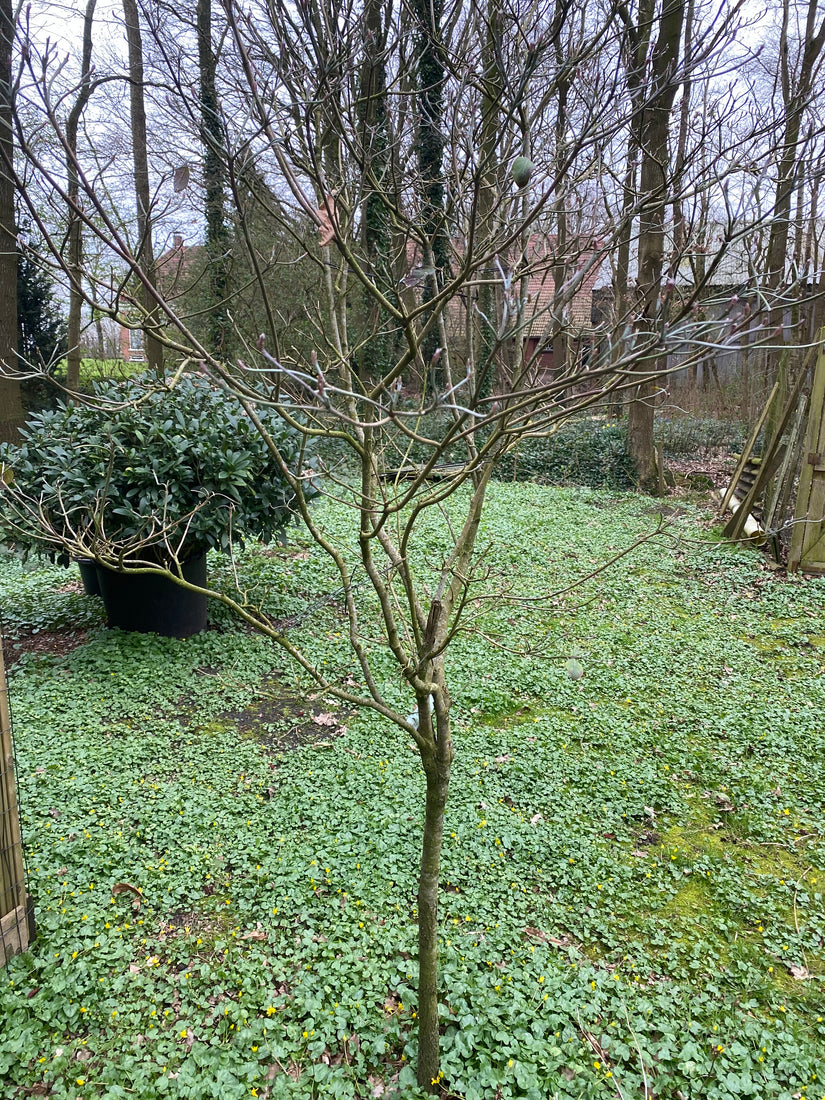 Cornus florisa rubra