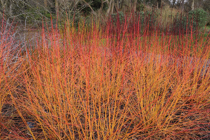 Kornoelje Cornus sanguinea 'Midwinter Fire'