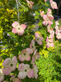 Japanse kornoelje - Cornus kousa 'Wieting's Select'