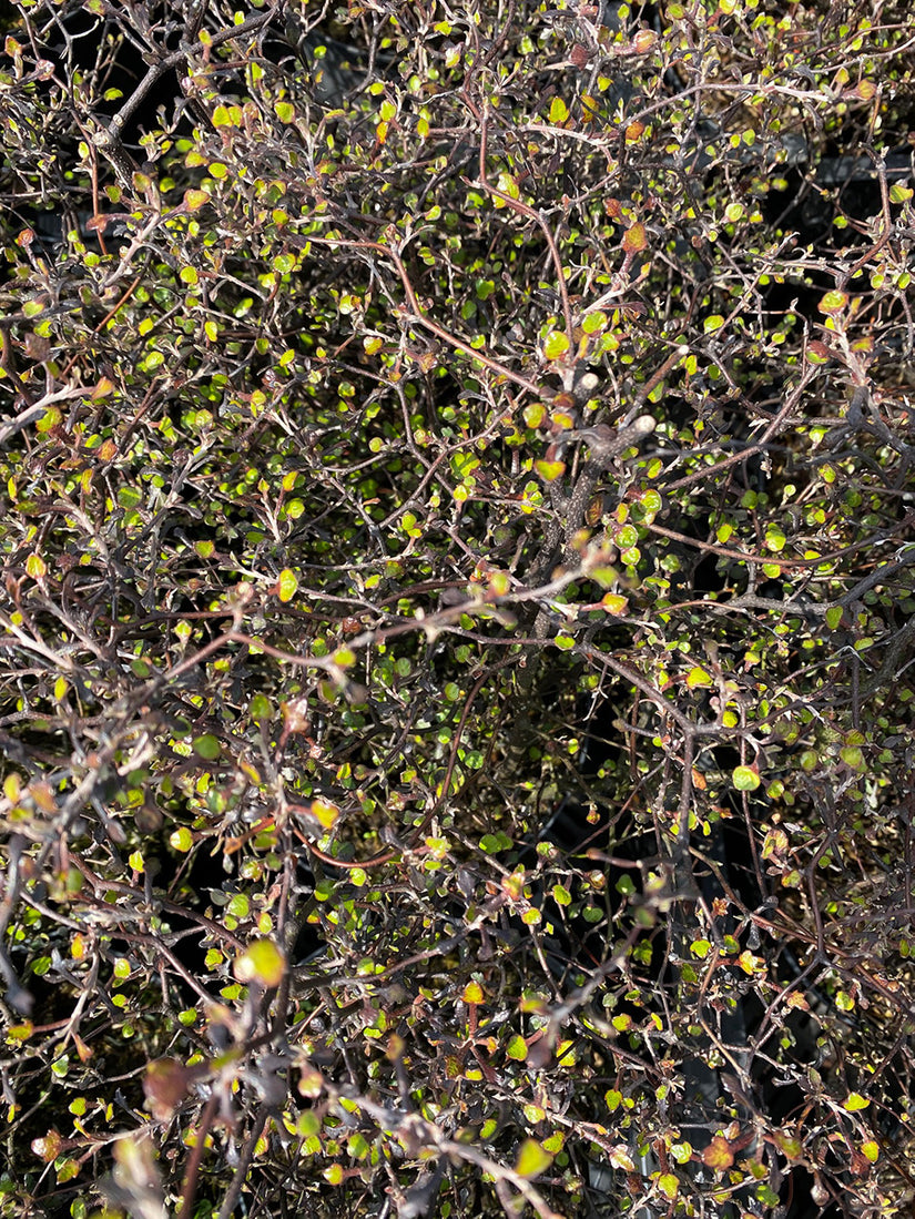 Zigzagstruik - Corokia cotoneaster