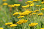 Achillea Coronation Gold duizendblad