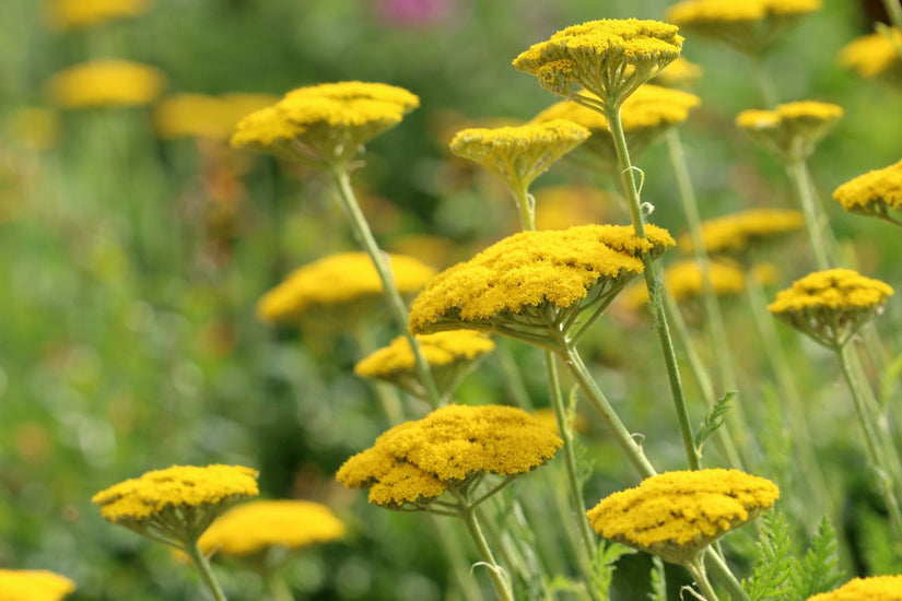 Duizendblad - Achillea 'Coronation Gold' 