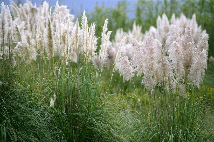 Pampasgras - Cortaderia selloana 'Alba'