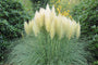 Cortaderia selloana 'White Feather'