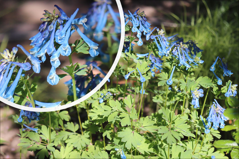 Bloeiwijze Helmbloem - Corydalis elata