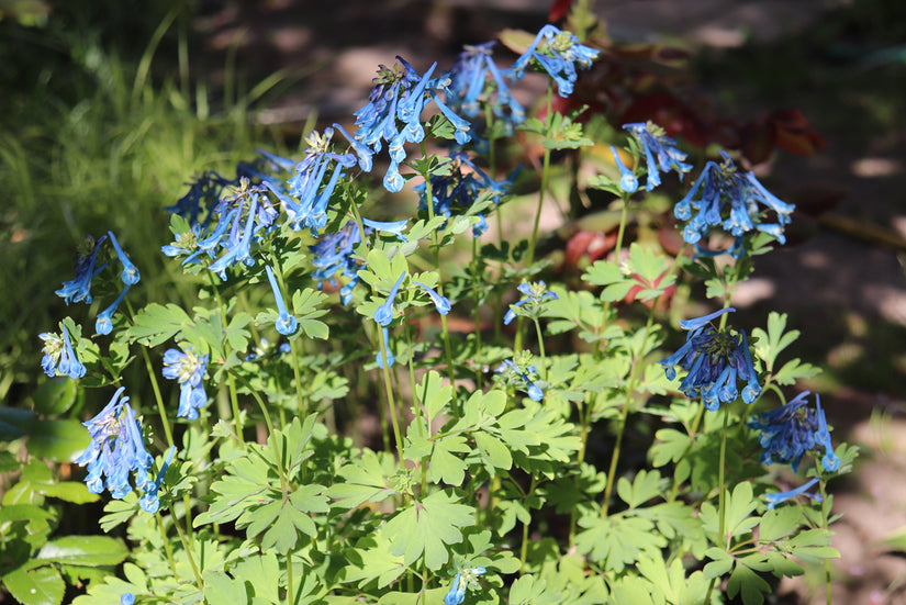 Helmbloem - Corydalis elata in bloei