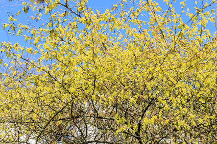 Schijnhazelaar - Corylopsis spicata in bloei