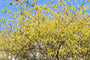 Schijnhazelaar - Corylopsis spicata in bloei